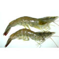 frozen vannamei shrimp